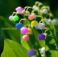 Bell Orchid Mix Seeds For Planting - Vibrant Flower