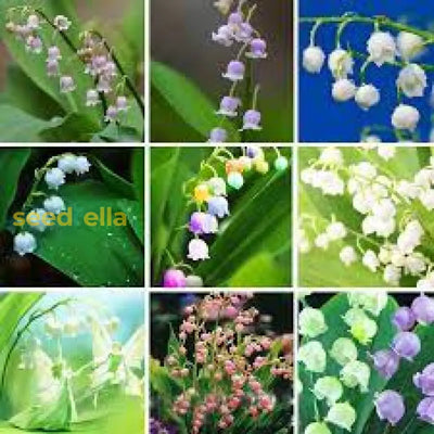 100 Pcs