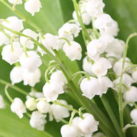 White Bell Orchid seeds for pots and greenhouses