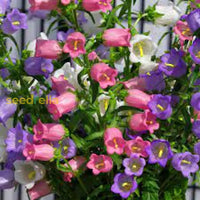 Bells Mix Flower Planting Seeds For Colorful Gardens