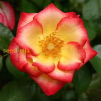Betty Boop Rose Seeds For Planting | Vibrant Pink Blooms Your Garden Flower