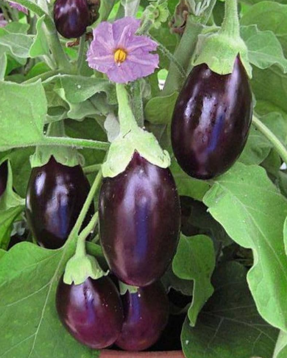 Eggplant Sweet Fruit Flavor , Vegetable Seeds for Planting - Add Exotic Charm to Your Garden