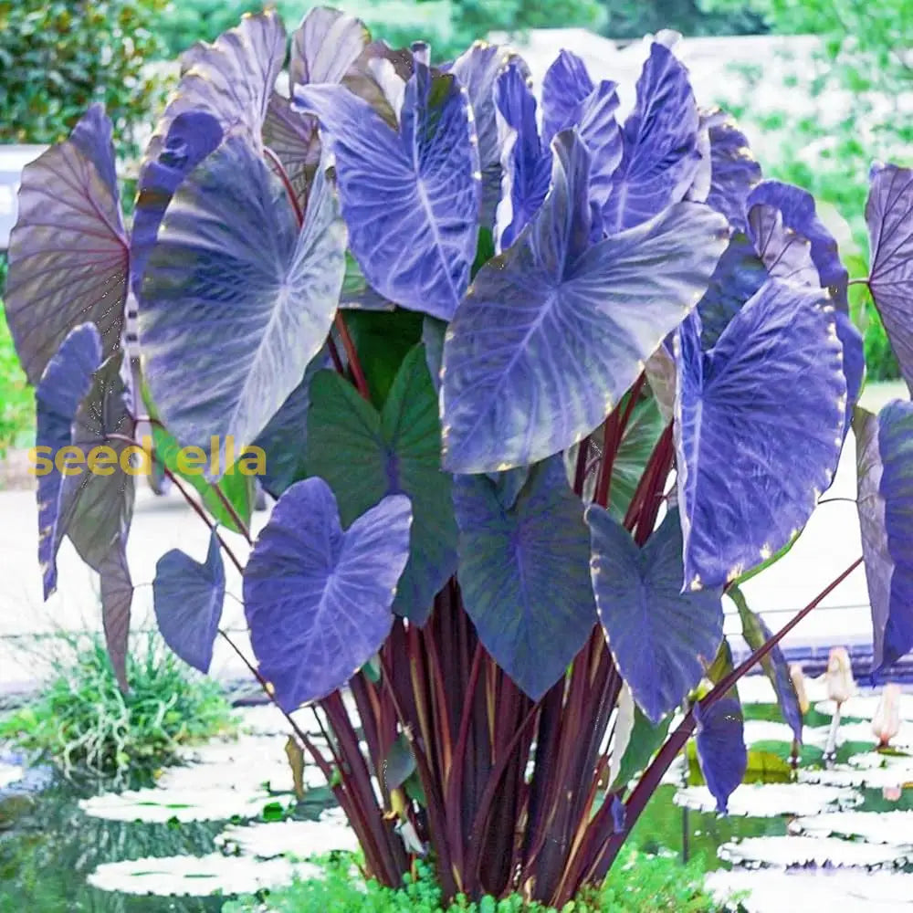 Bicolor Flower Seeds For Planting