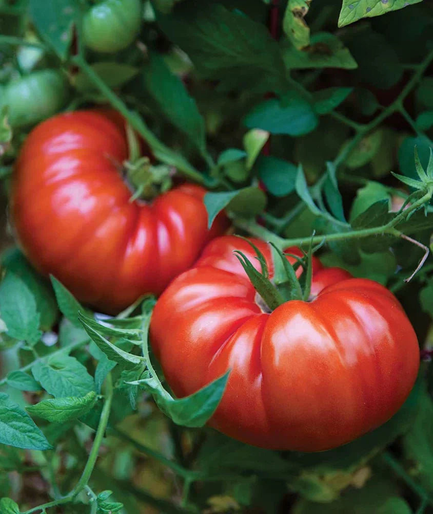 Large dark red tomatoes growing on the vine