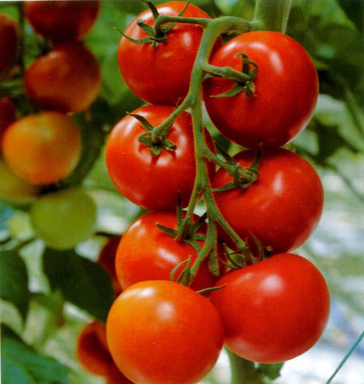 Big Tomato seedlings sprouting from Non GMO Solanum lycopersicum seeds