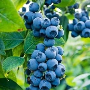 Ripe dark blue bilberries on a branch