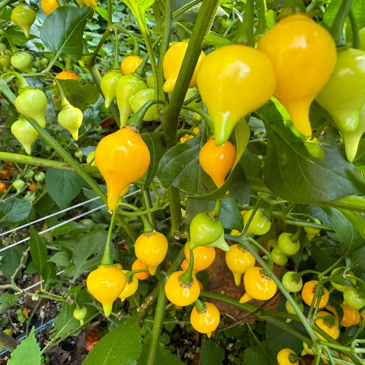 Yellow Biquinho Pepper Planting Seeds - Vibrant Fruit for Your Garden