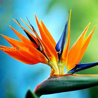 Bird Of Paradise Flower Seeds - Exotic Garden Plant For Spring And Summer Planting