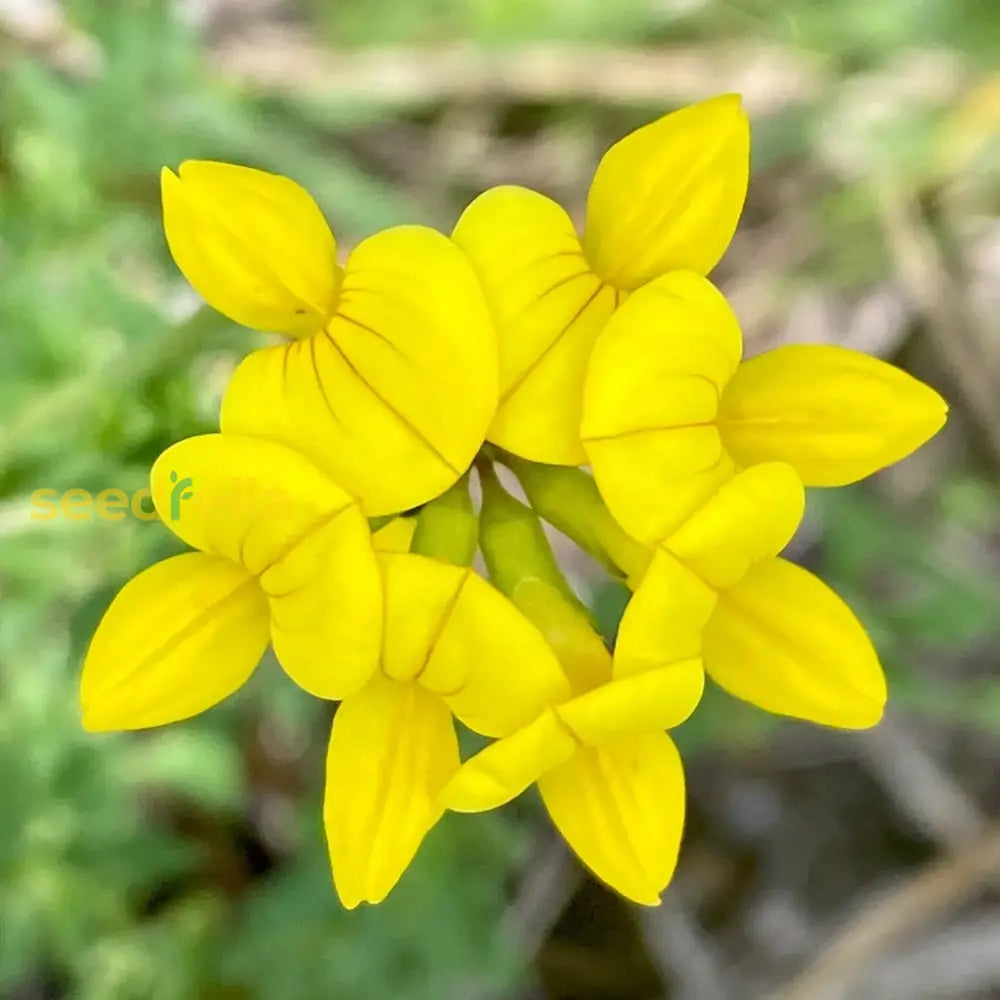 Birdsfoot flower seeds for vibrant yellow blooms