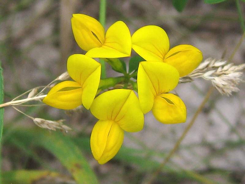 Birdsfoot seeds for low-maintenance garden planting