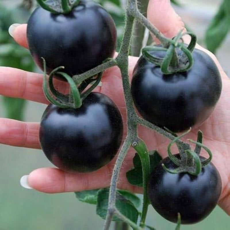 Black and blue tomato plants growing in garden