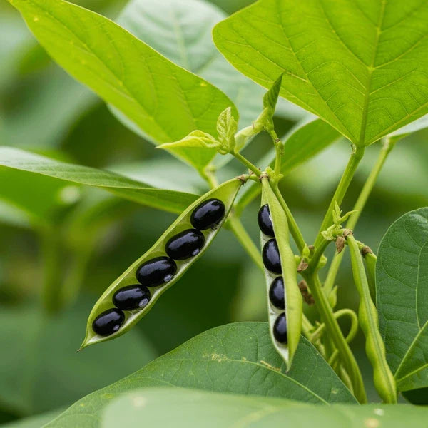 Black & White Troot Bean Vegetable Planting Seeds