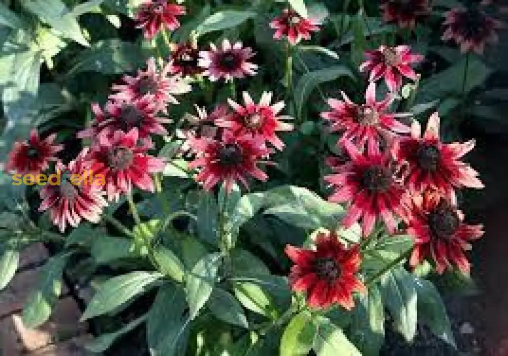 Black Eyed Susan Seeds For Planting | Vibrant Flower Your Garden
