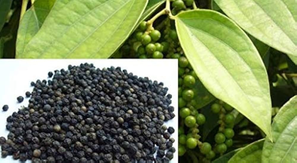 Black Hawk ornamental pepper plant compact bonsai-style pepper