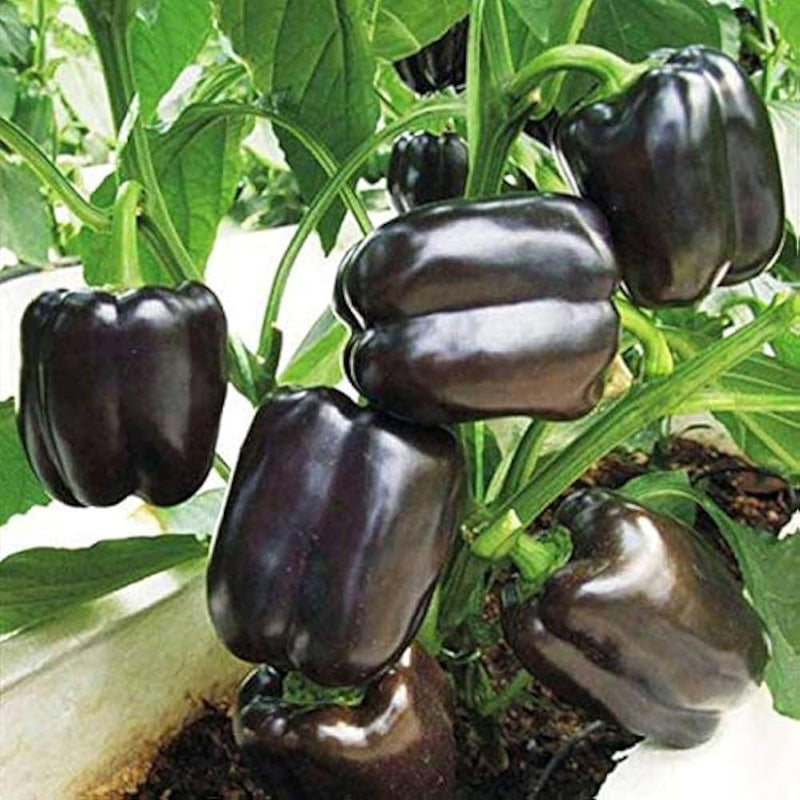 Black Pepper seeds for planting spicy peppercorn plants