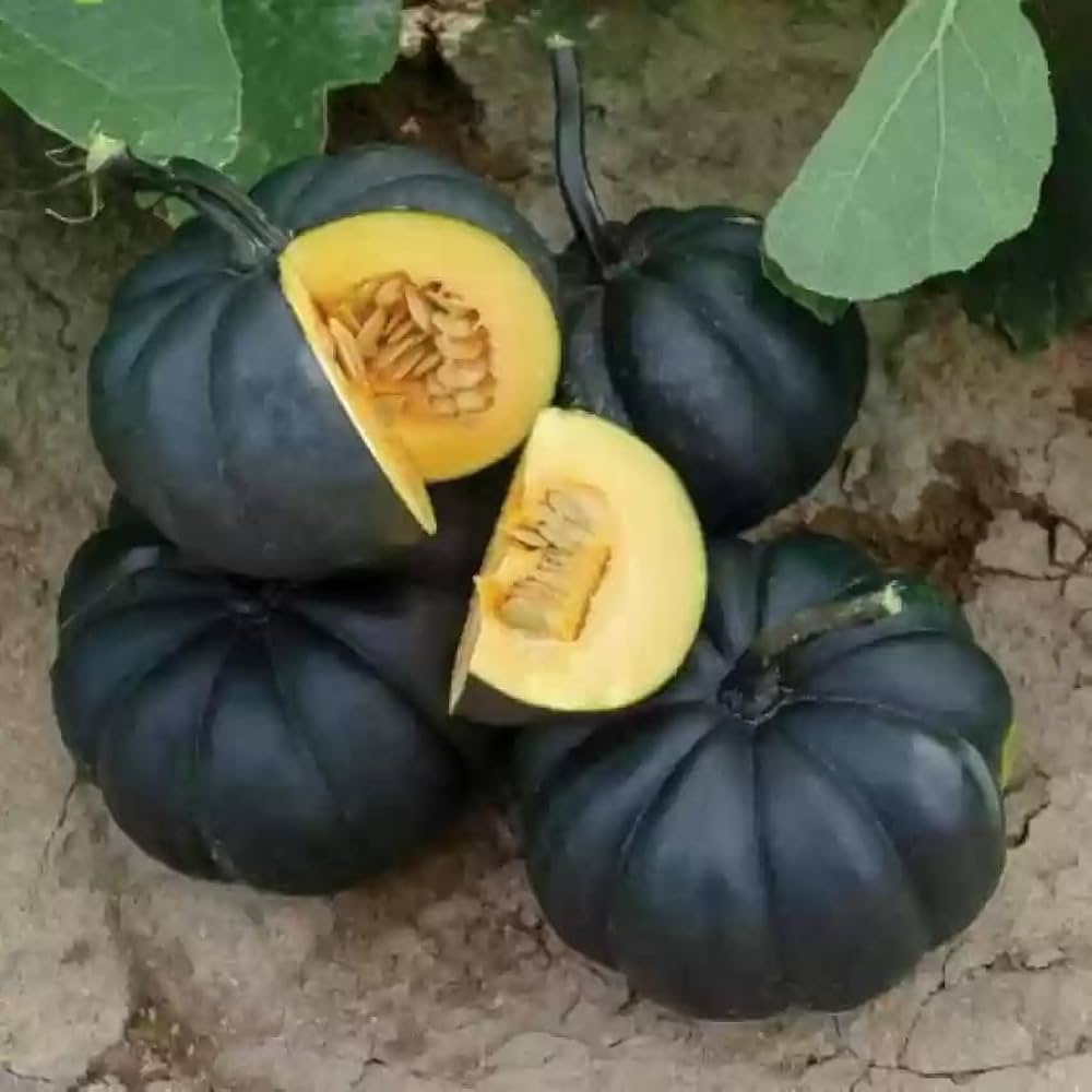 Black pumpkin plants thriving in a sunny garden