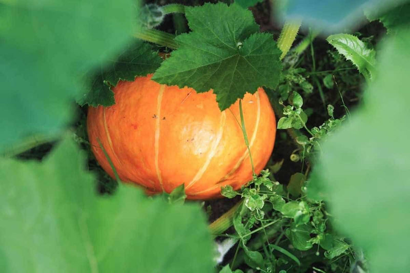 Black Pumpkin seeds for home vegetable garden planting