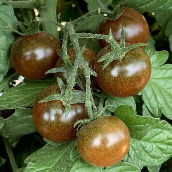 Black Red Tomato garden seeds for planting