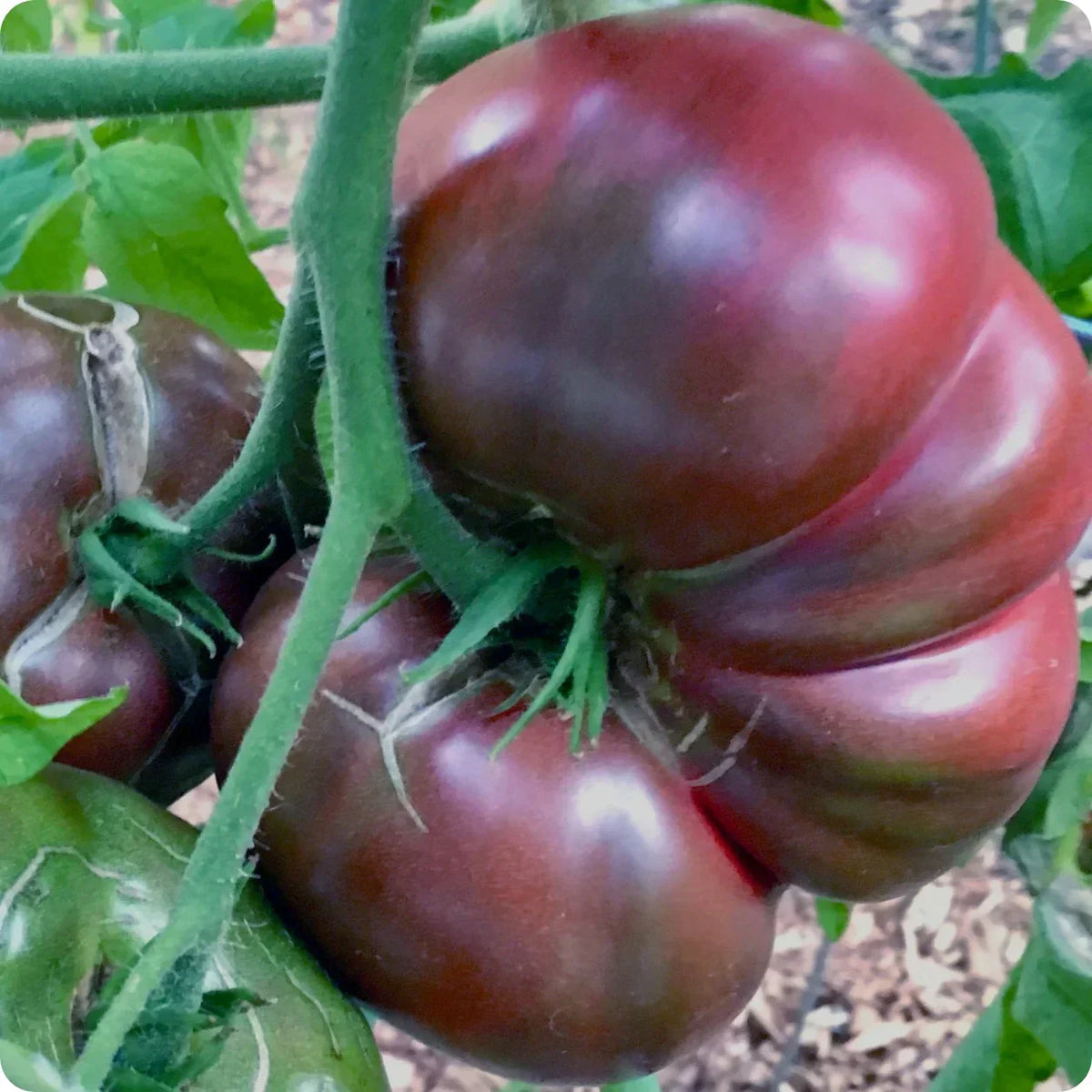 Black tomato seeds for planting in home gardens