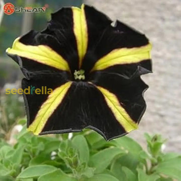 Black Yellow Petunia Seeds For Planting Flower