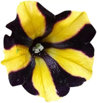 Black Yellow Petunia Seeds For Planting Flower