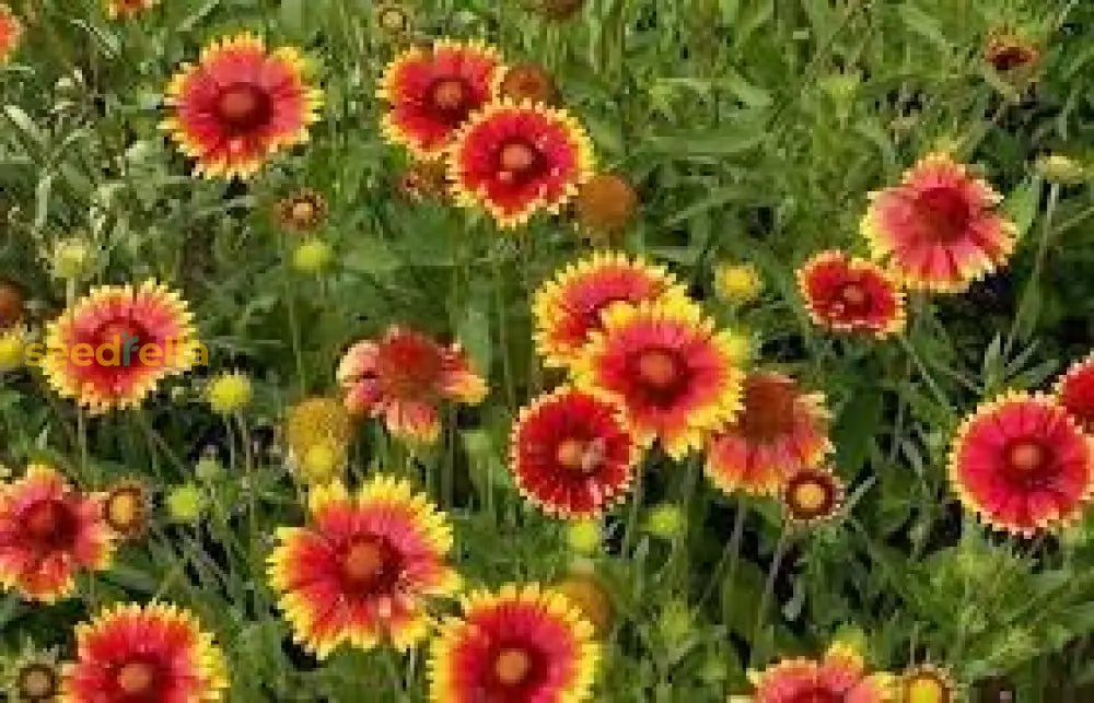 Blanket Flower Gaillardia Seeds For Easy Planting