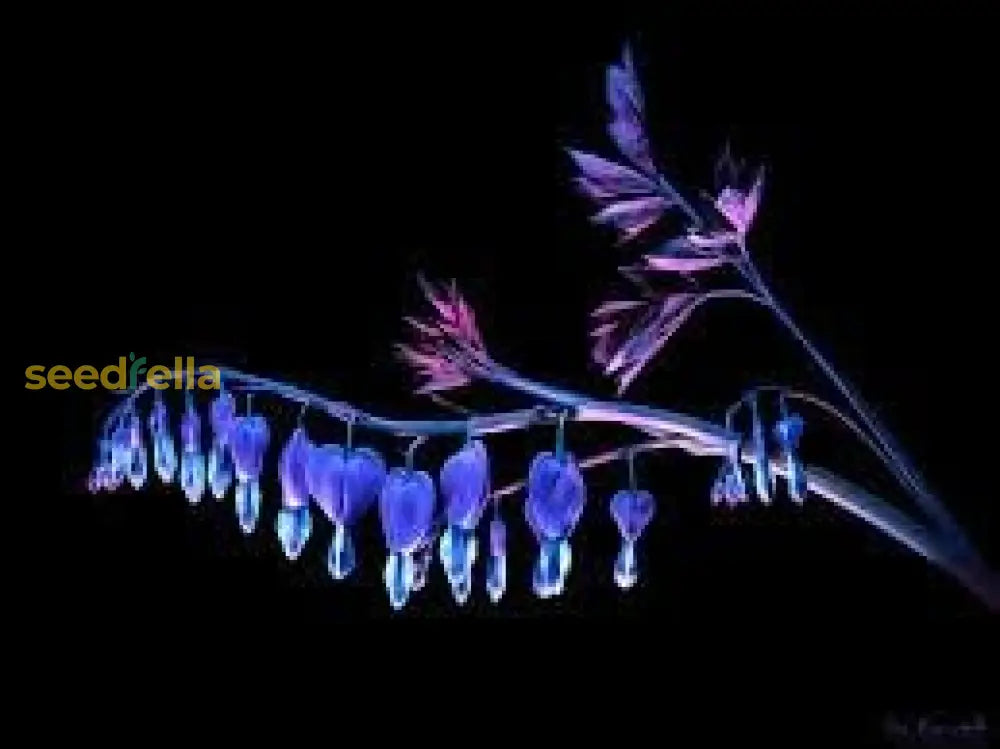 Bleeding Heart Flower Seeds For Planting