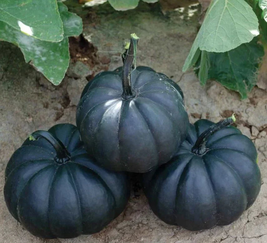 Black Pumpkin Vegetable Seeds | Planting Guide for Healthy Growth