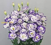 Blue And White Eustoma Flower Seeds For Planting