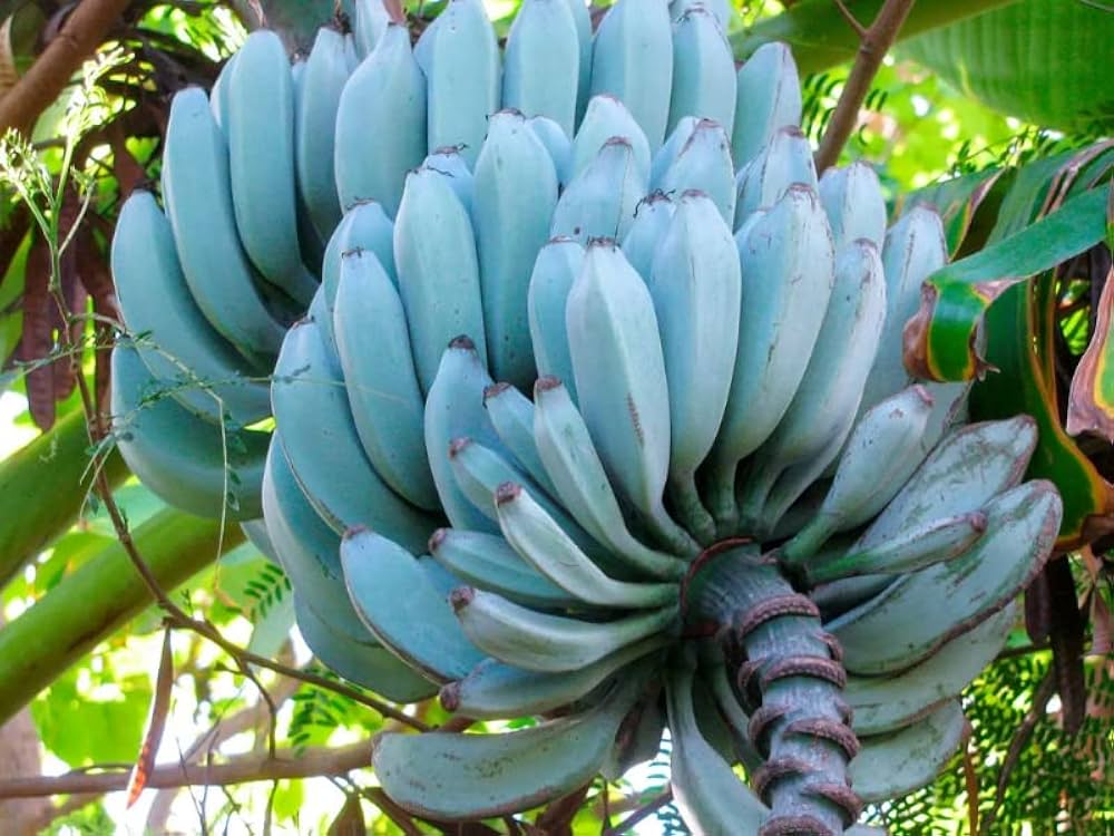 Blue Banana Fruit Seeds for Planting