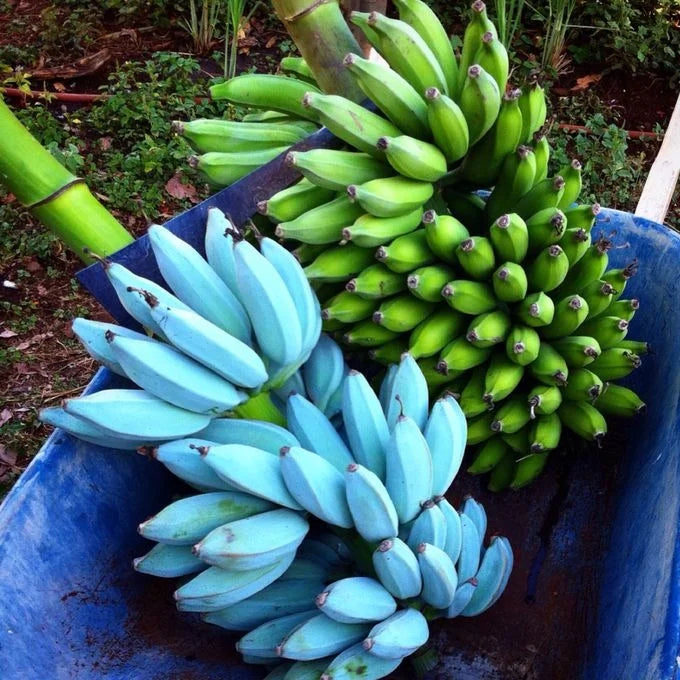 Blue Banana plant growth stages