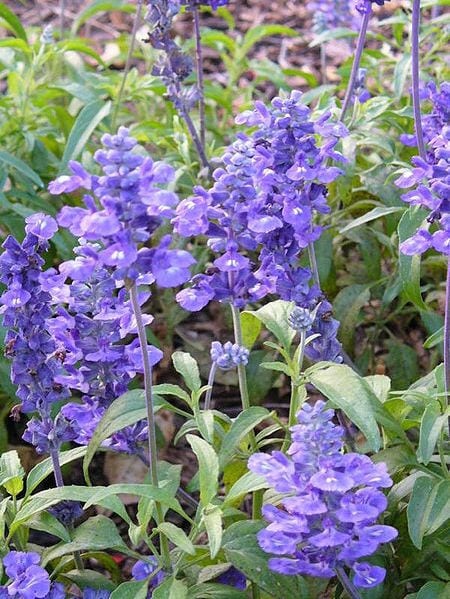 Blue Bedder Sage Seeds Salvia farinacea Vibrant Blue Flowers