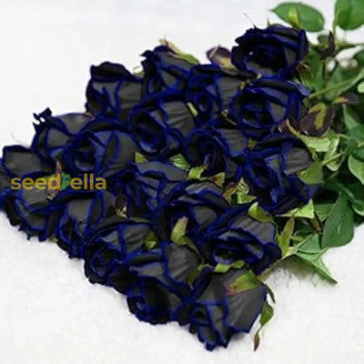 100 Pcs