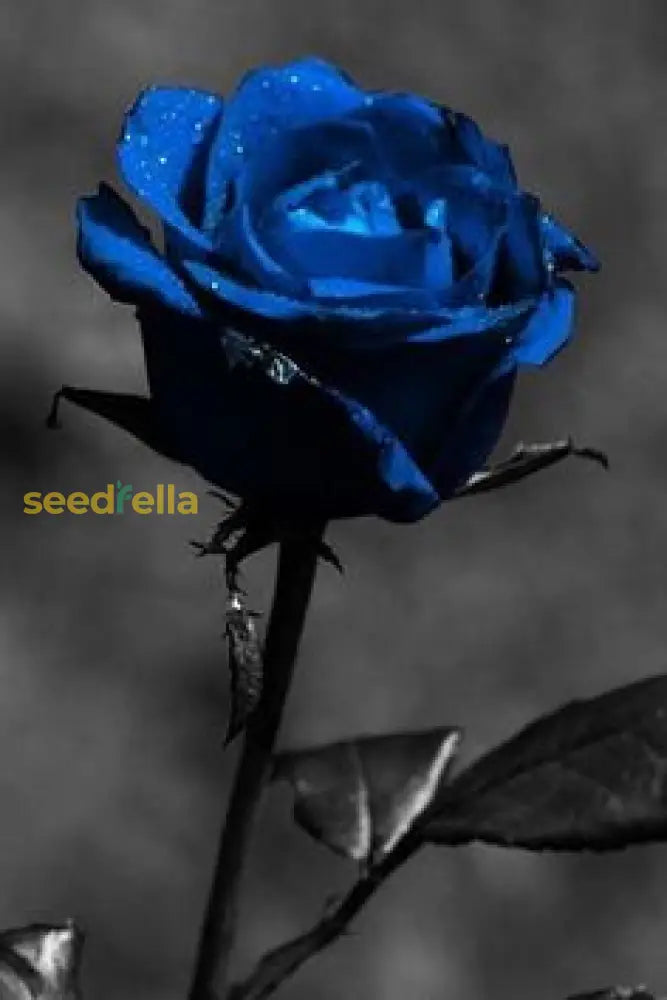 Blue Black Rose Seeds For Planting Flower