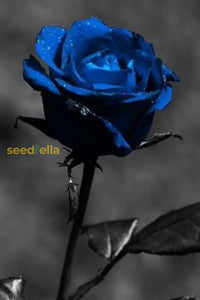 Blue Black Rose Seeds For Planting Flower