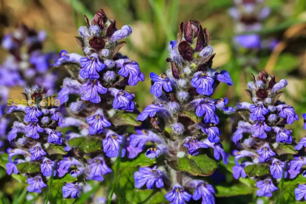 Blue Bugle Flower Planting Seeds For Colorful Landscapes