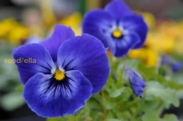 Blue Crystal Flower Seeds