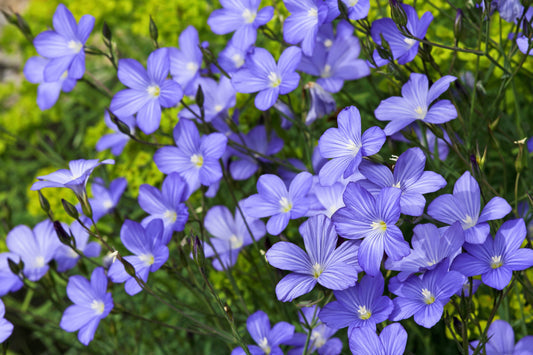 Blue Flax seeds Linum perenne