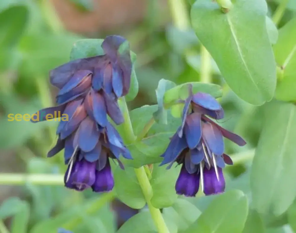 Blue Honeywort Seeds For Planting - Easy To Grow Flower