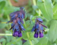 Blue Honeywort Seeds For Planting - Easy To Grow Flower