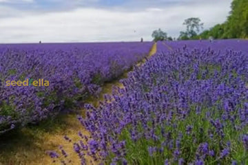 Blue Lavender Munstead Seeds For Planting Flower