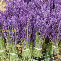 Blue Lavender Munstead Seeds For Planting Flower