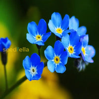 Blue Myosotis Alpestris Seeds For Planting Flower