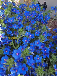 Blue Pimpernel Flower Seeds For Planting  Easy To Grow Annual Blooms