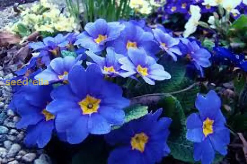 Blue Primrose Flower Seeds For Easy Planting