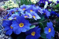 Blue Primrose Flower Seeds For Easy Planting