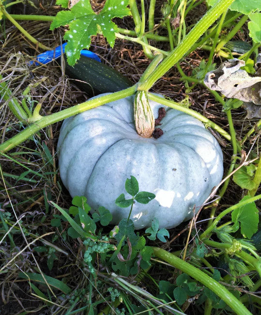 Blue pumpkin seeds for planting