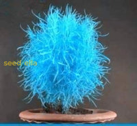 Blue Scoparia Seeds for Planting Vibrant Garden Flowers