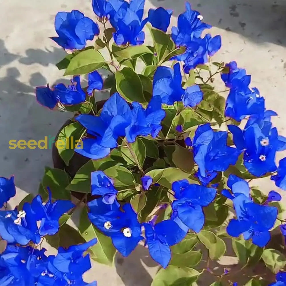 Blue Spectabilis Flower Seeds For Planting  Vibrant Blooms Your Garden