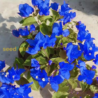 Blue Spectabilis Flower Seeds For Planting  Vibrant Blooms Your Garden